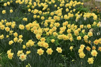 DUTCH MASTER - YELLOW Daffodil