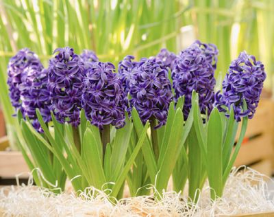 DELFT BLUE - PURPLE HYACINTH