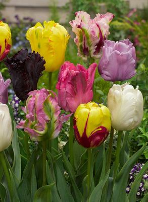 PAPOUŠKOWATE MIX - TULIPS