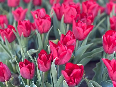 SEADOV - DARK RED TULIP SEADOV - DARK RED TULIP