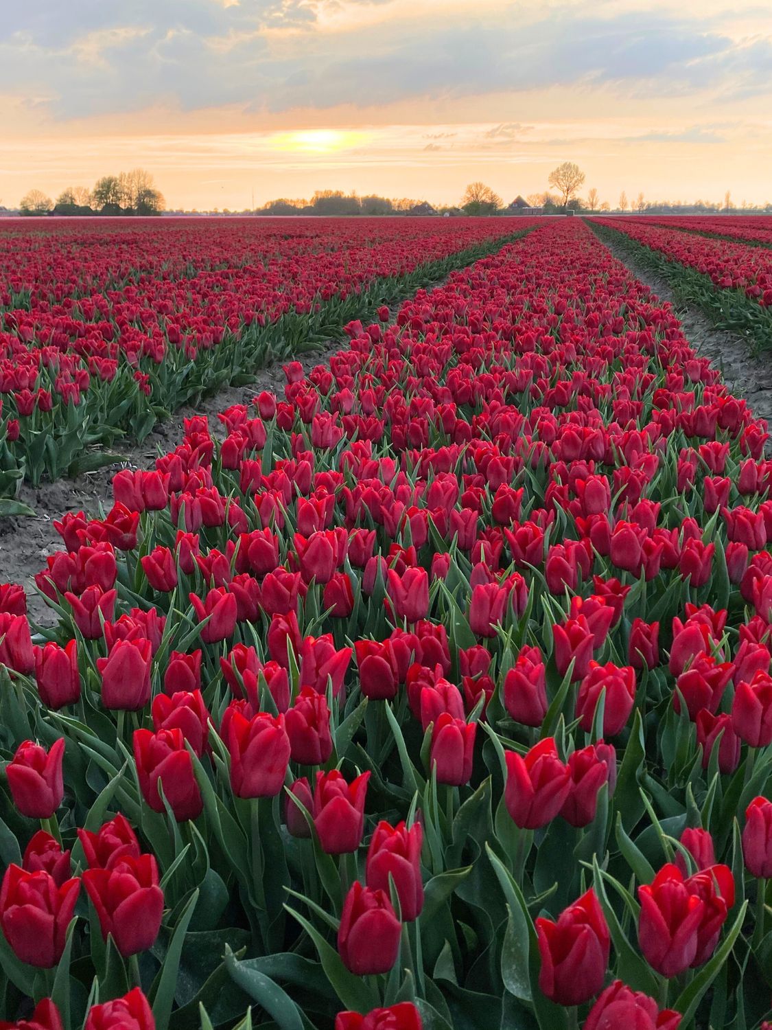 SEADOV - DARK RED TULIP