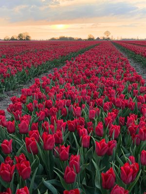 SEADOV - DARK RED TULIP