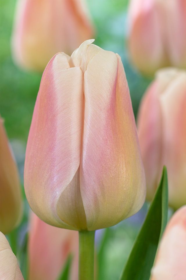 APRICOT BEAUTY - TRI-COLOR TULIP