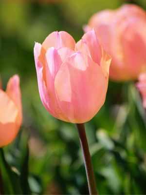 APRICOT BEAUTY – HÁROMSZÍNŰ TULIPÁN
