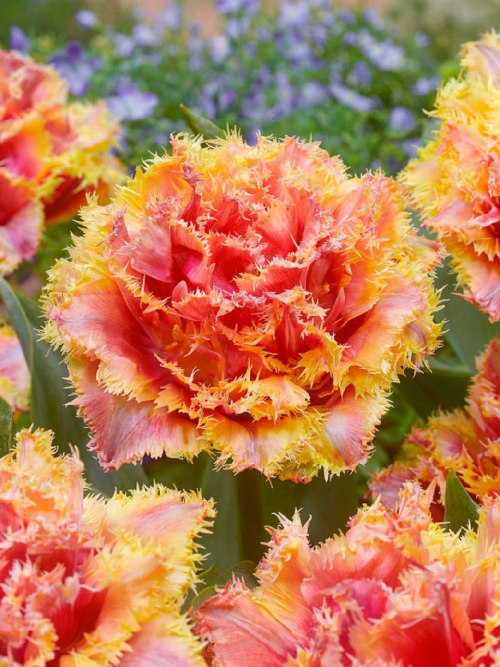 BRISBANE - PINK AND YELLOW TULIP