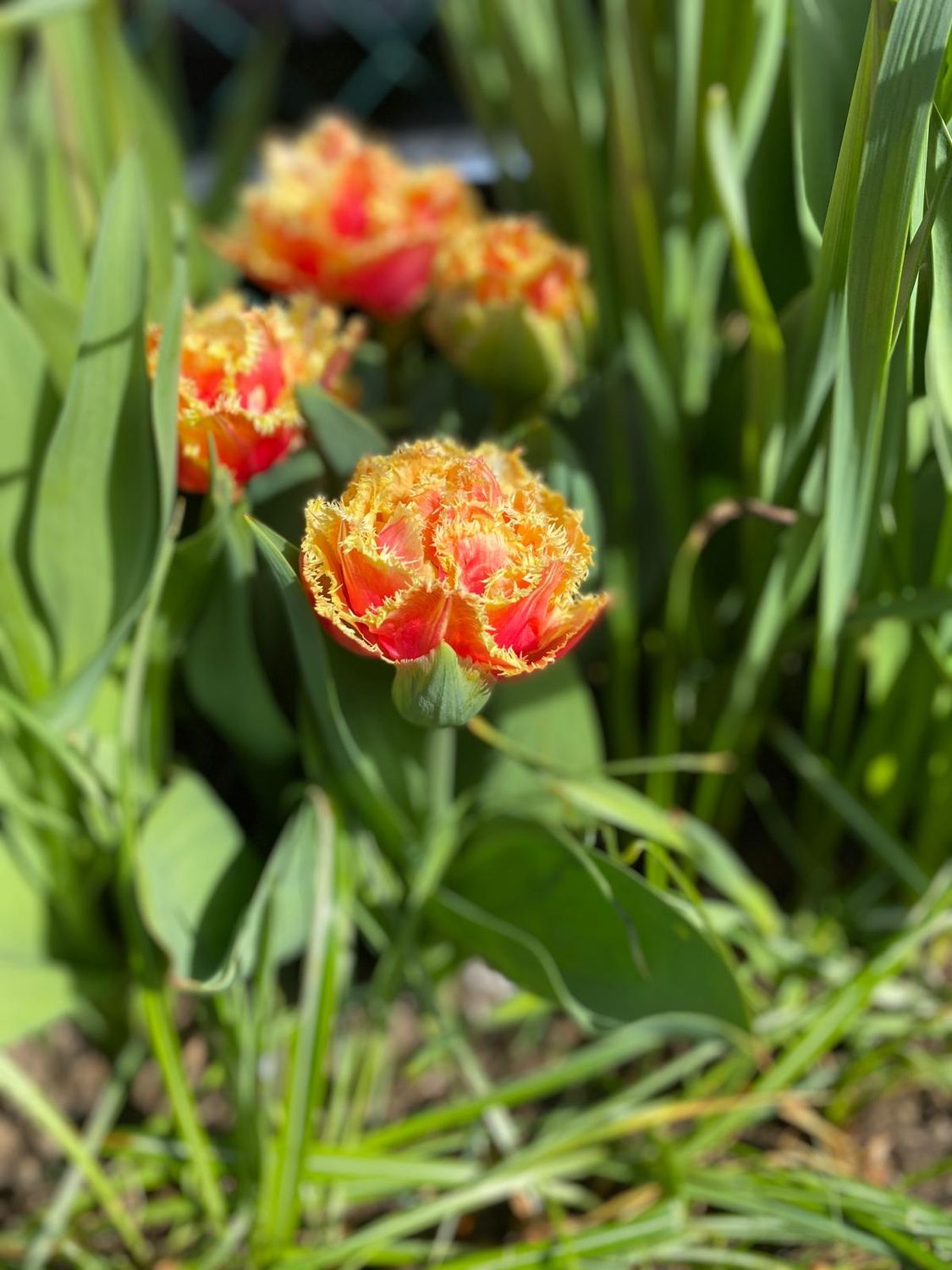 BRISBANE - PINK AND YELLOW TULIP