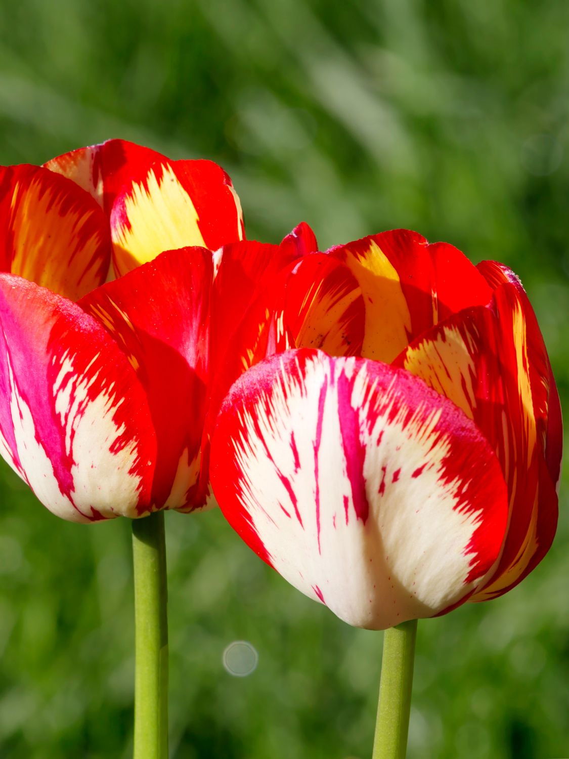 CARNEVAL DE RIO - RED AND WHITE TULIP