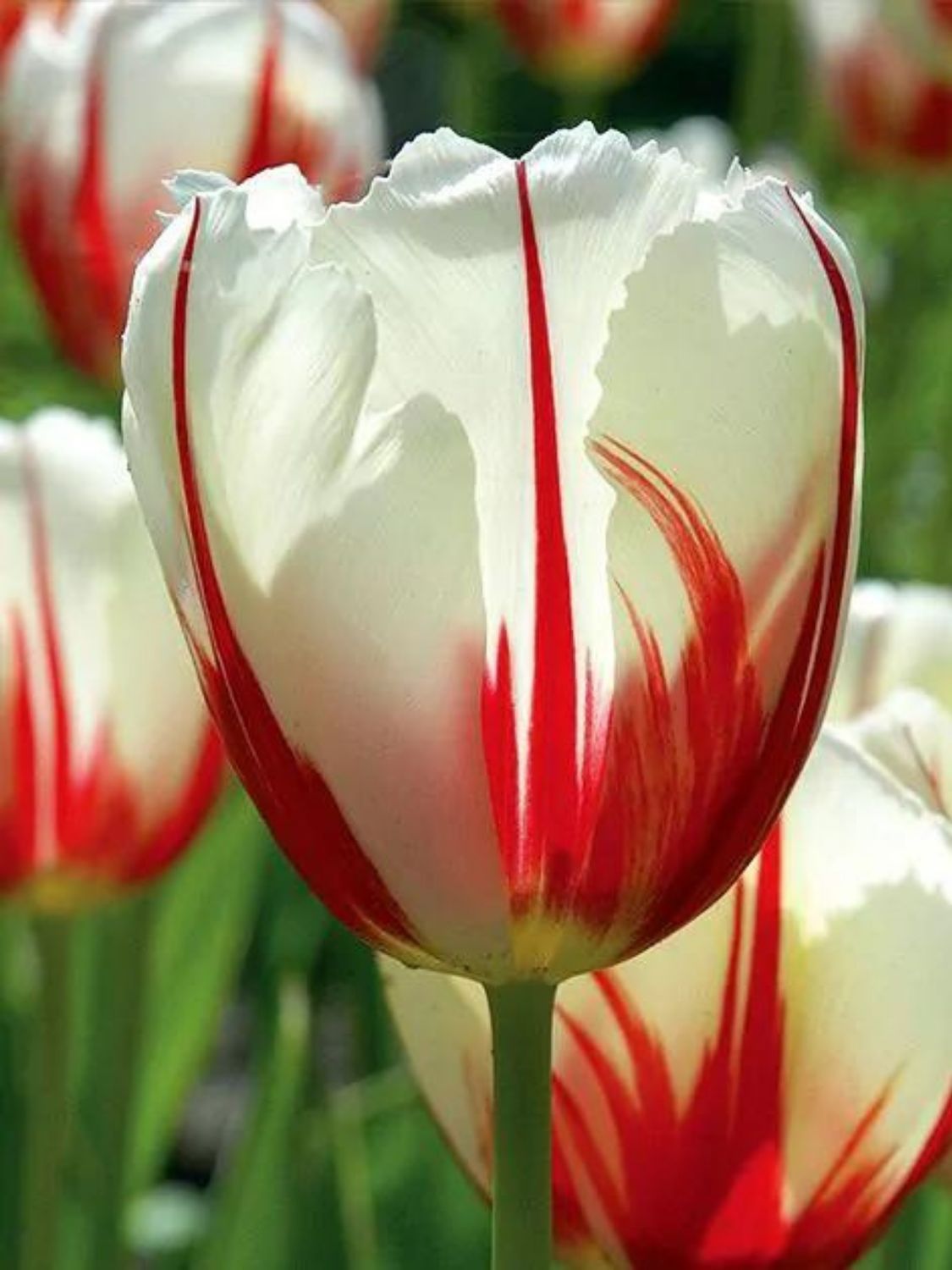 CARNEVAL DE RIO - RED AND WHITE TULIP