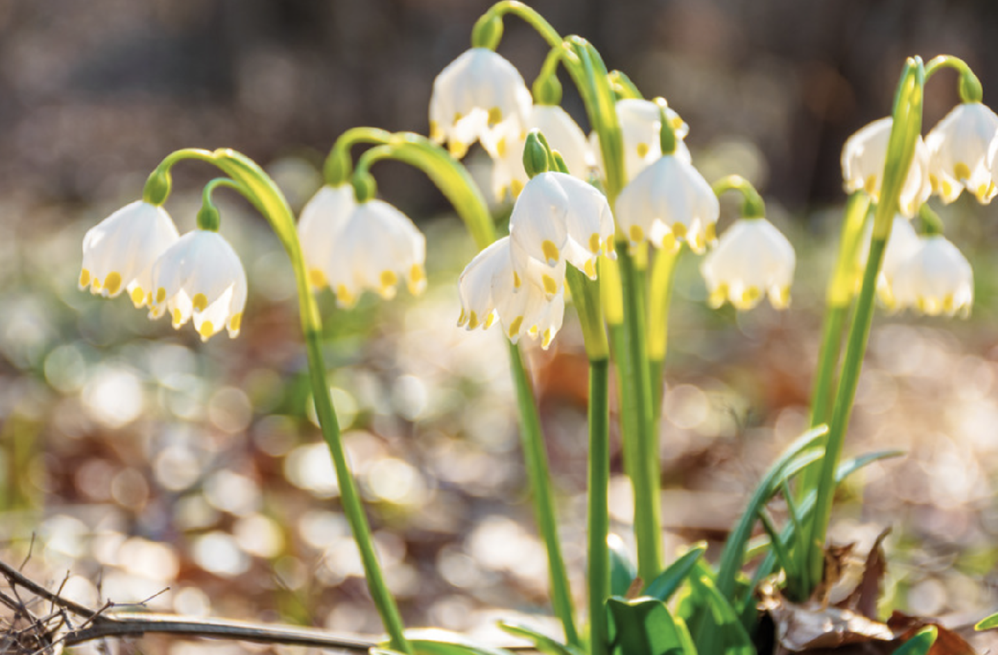 SUMMER SNOWDROPS