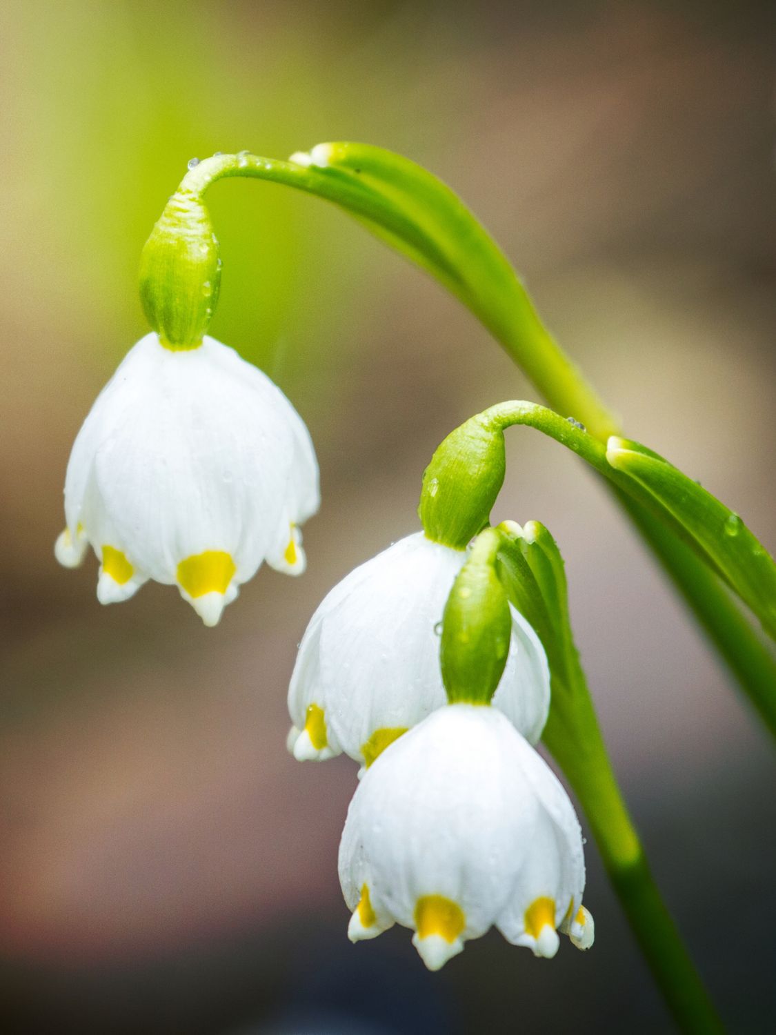 SUMMER SNOWDROPS