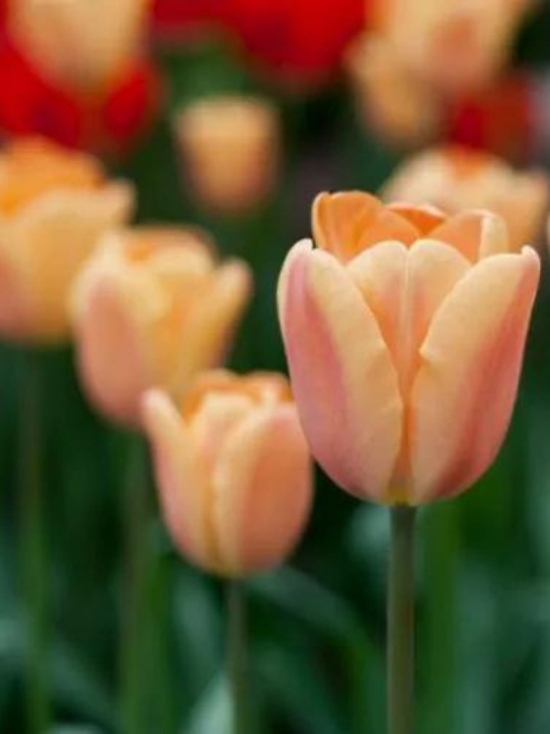 APRICOT FOXX - SALMON TULIP