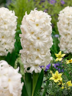CARNEGIE - WHITE HYACINTH