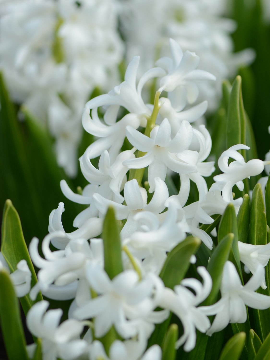 CARNEGIE - WHITE HYACINTH