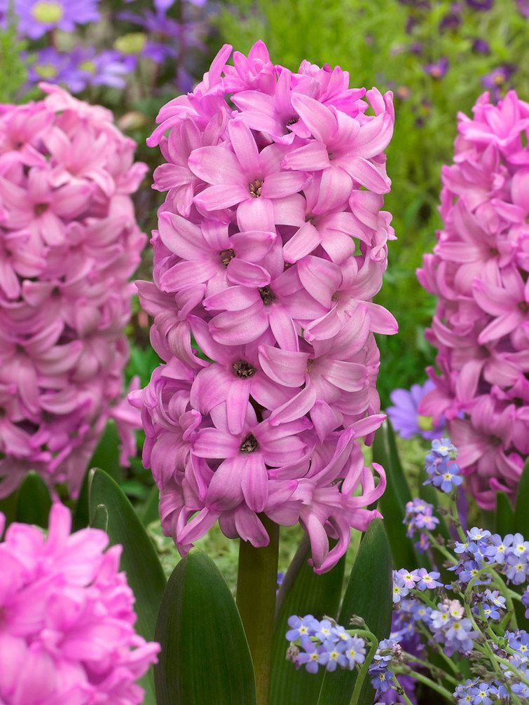 FONDANT - SWEET PINK HYACINTH