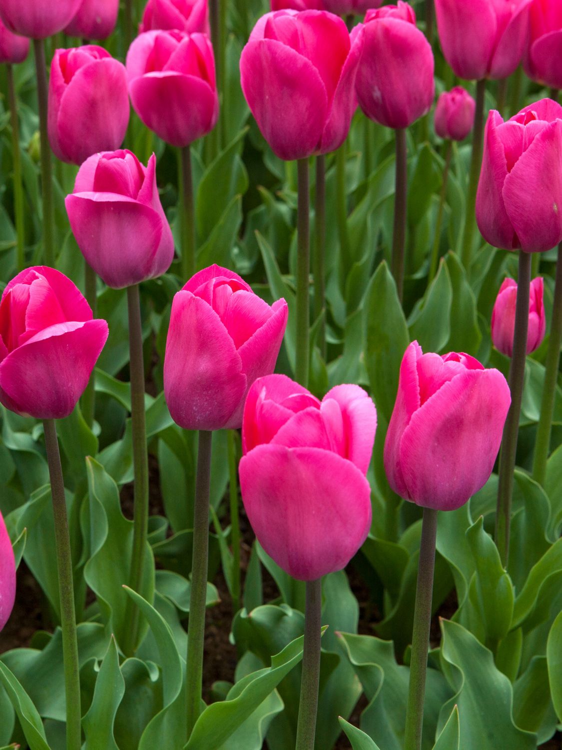 BARCELONA - PURPLE TULIP