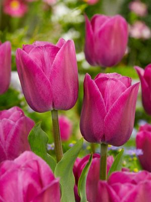 BARCELONA - PURPUROWY TULIPAN