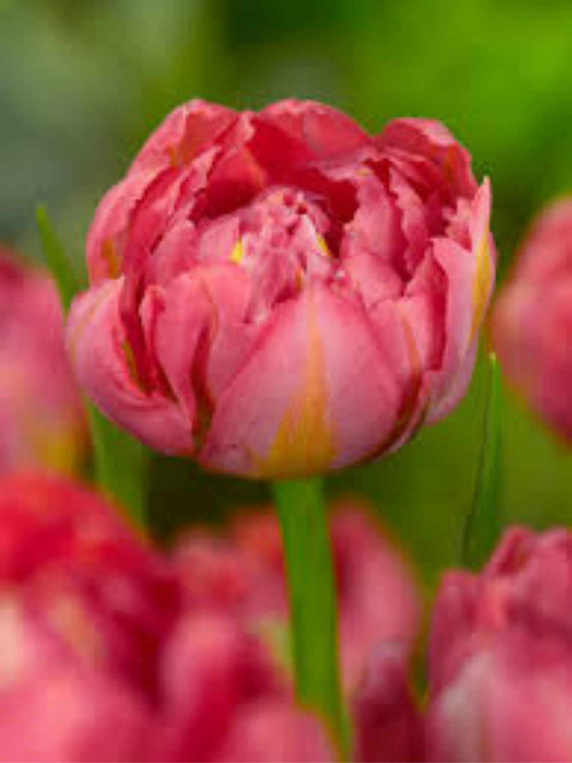 FLASHPOINT - PINK AND WHITE TULIP