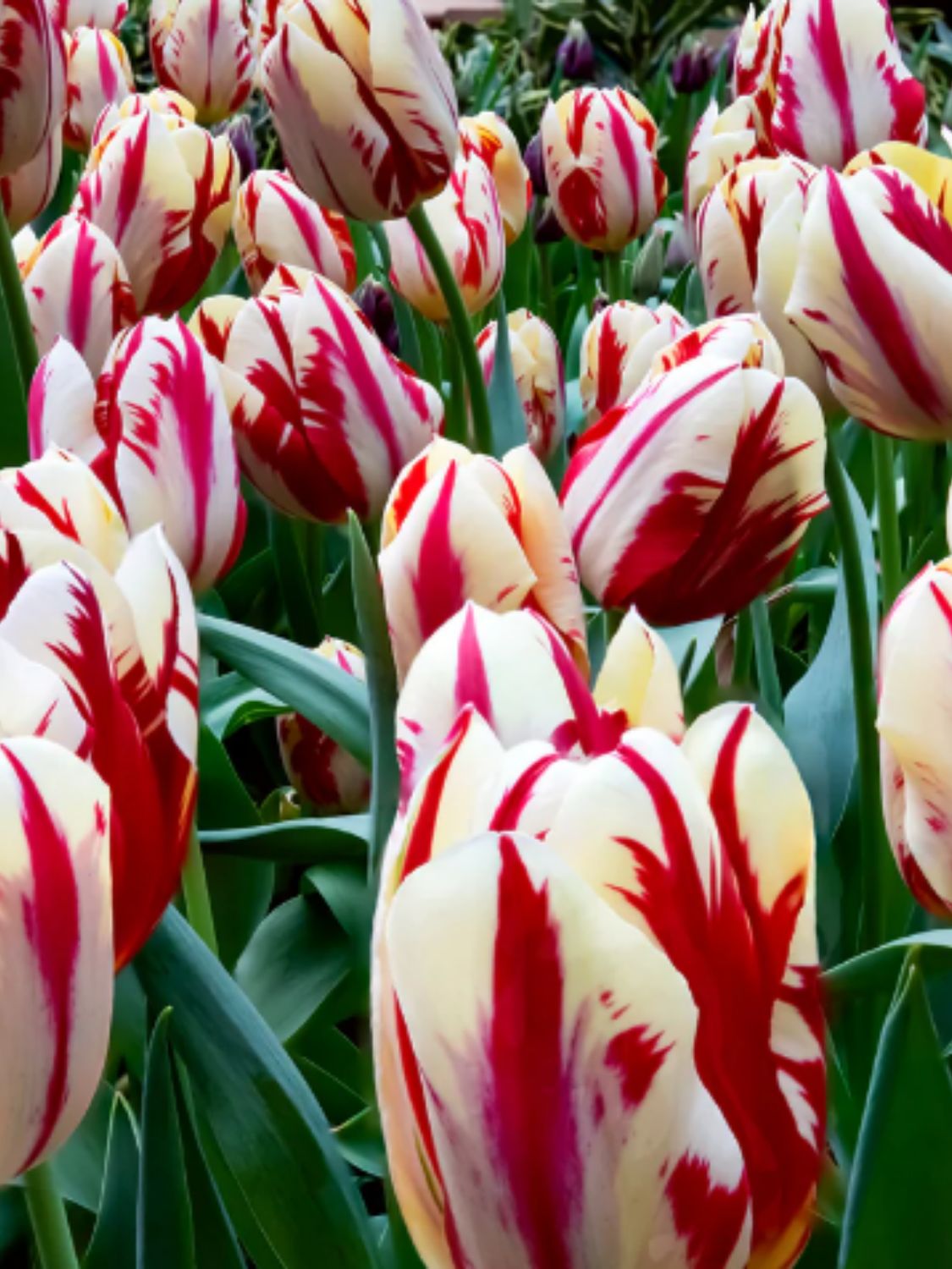 GRAND PERFECTION - WHITE AND RED TULIP