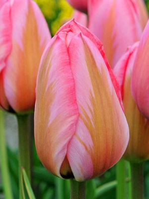 IMPRESSION - TULIP IMPRESSION - TULIP