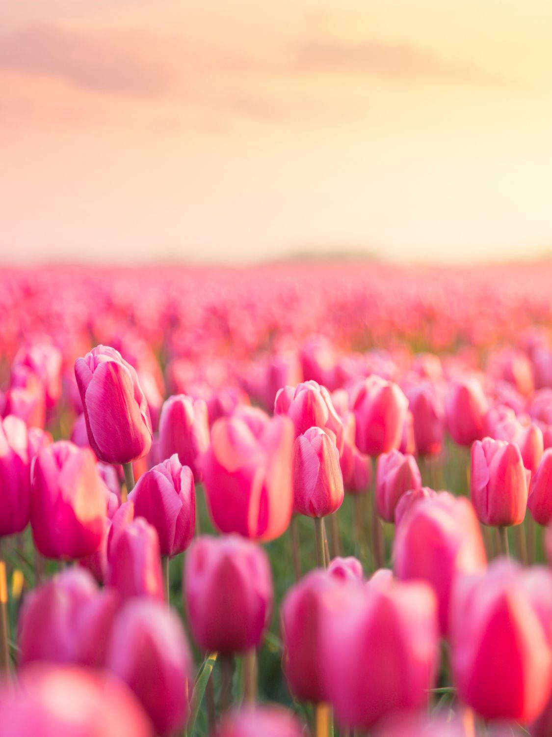 IMPRESSION - TULIP
