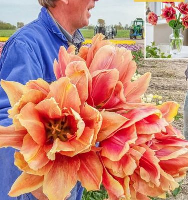 CALLAHAN – ÓRIÁS TULIPÁN