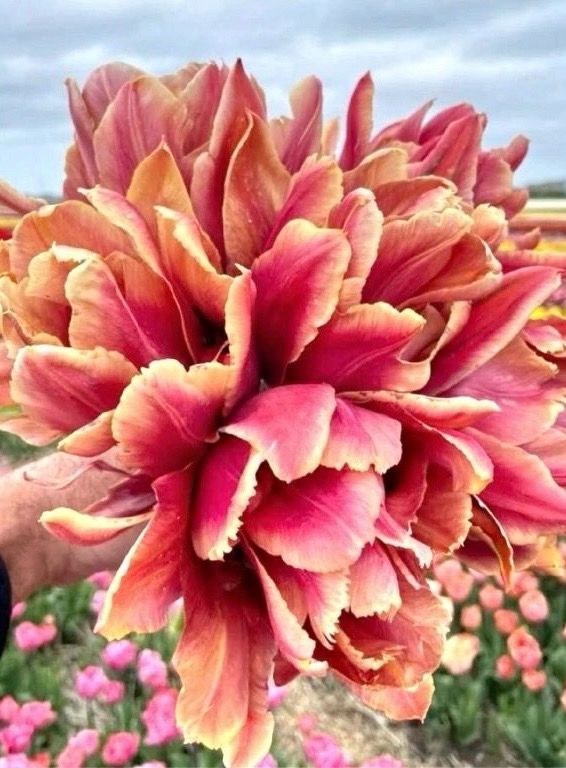 CALLAHAN - HUGE TULIP
