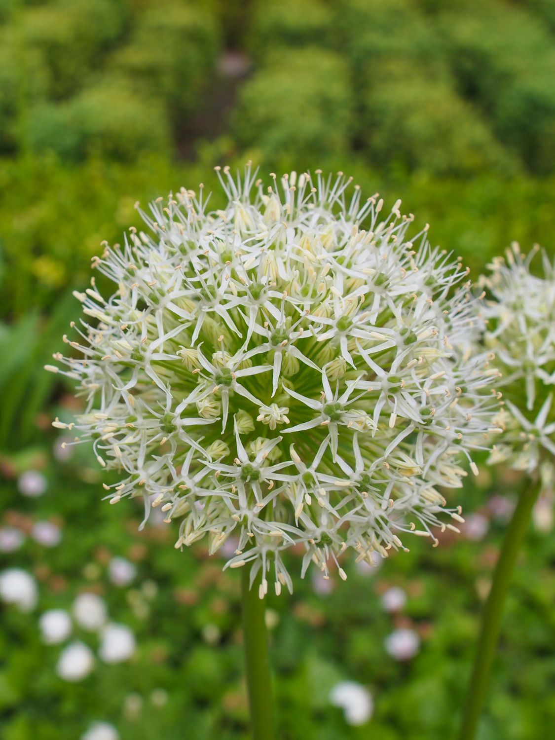 GARLIC - CARATAN