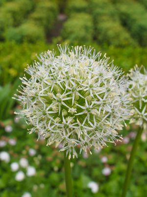 GARLIC - CARATAN