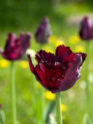 BLACK PARROT - BLACK TULIP BLACK PARROT - BLACK TULIP