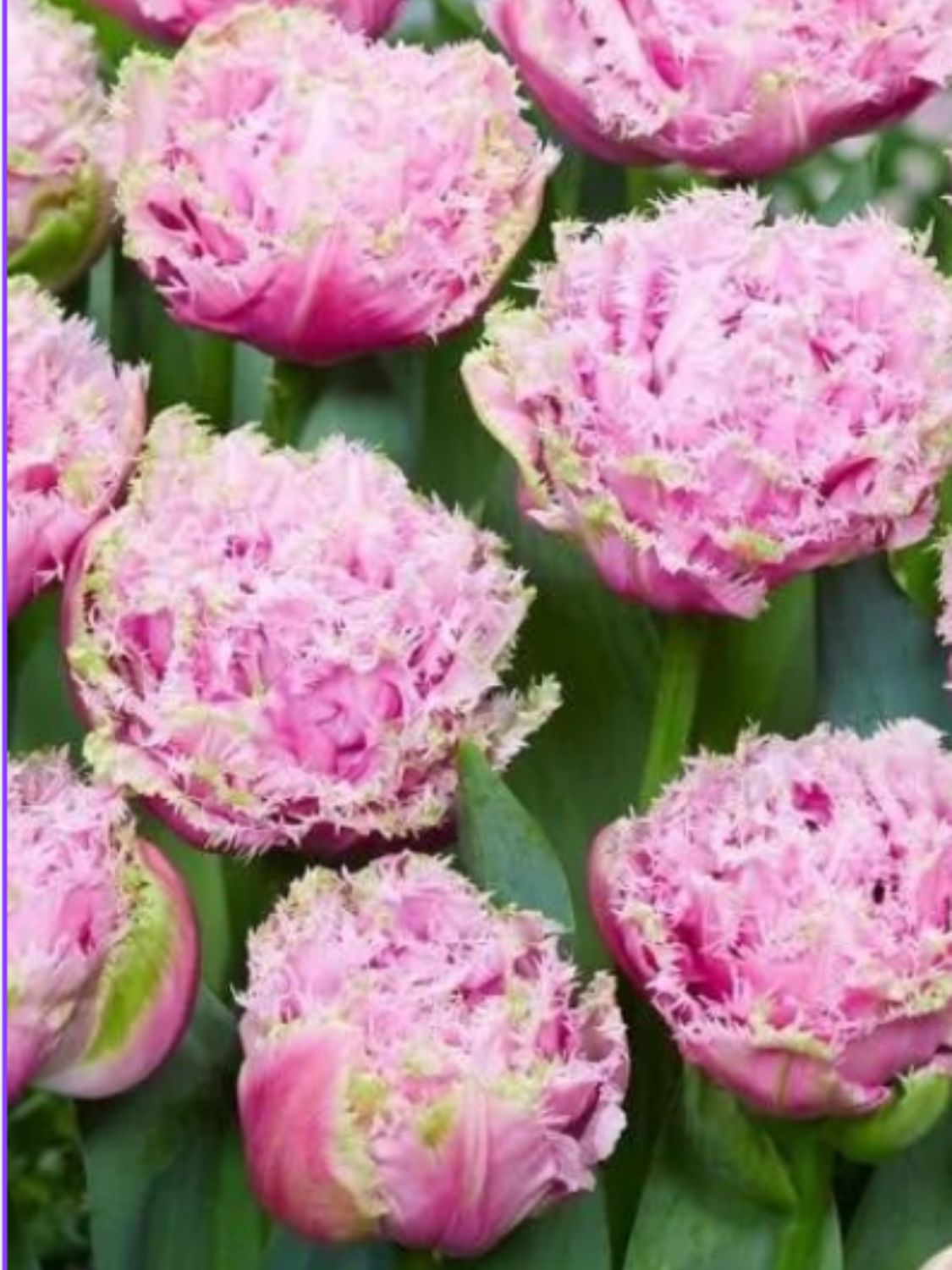 CAIRNS - PINK TULIP