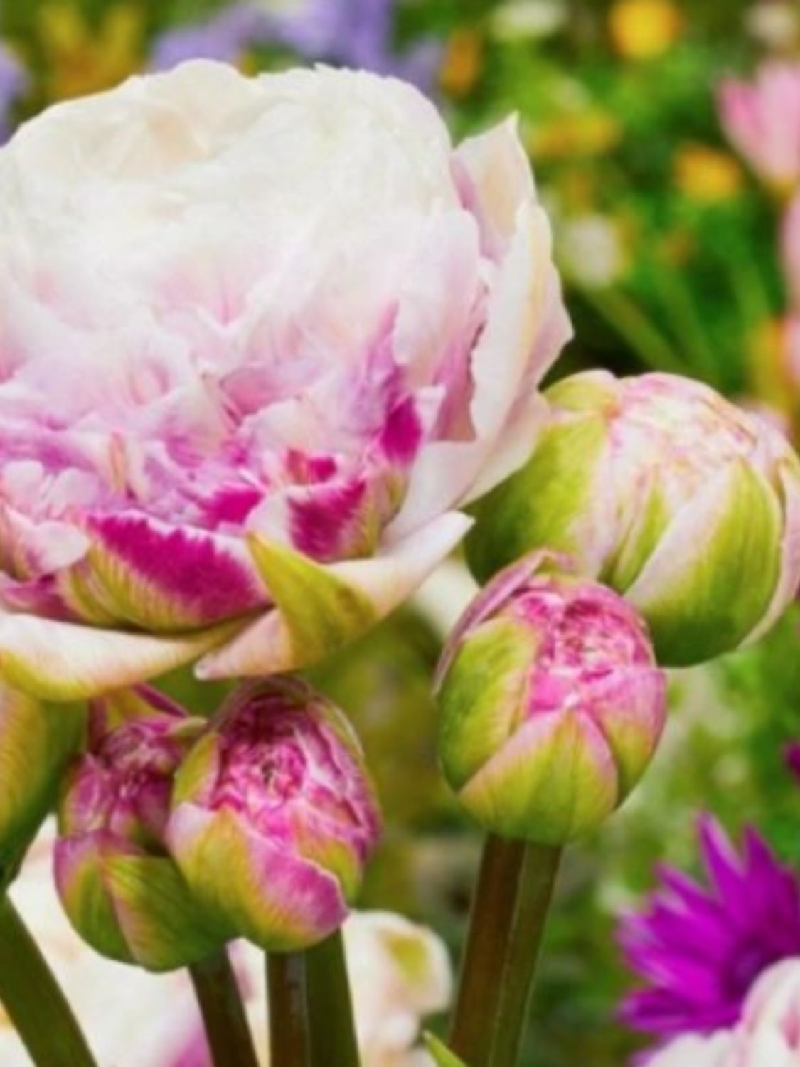 DOUBLE SURPRISE - PINK AND WHITE TULIP