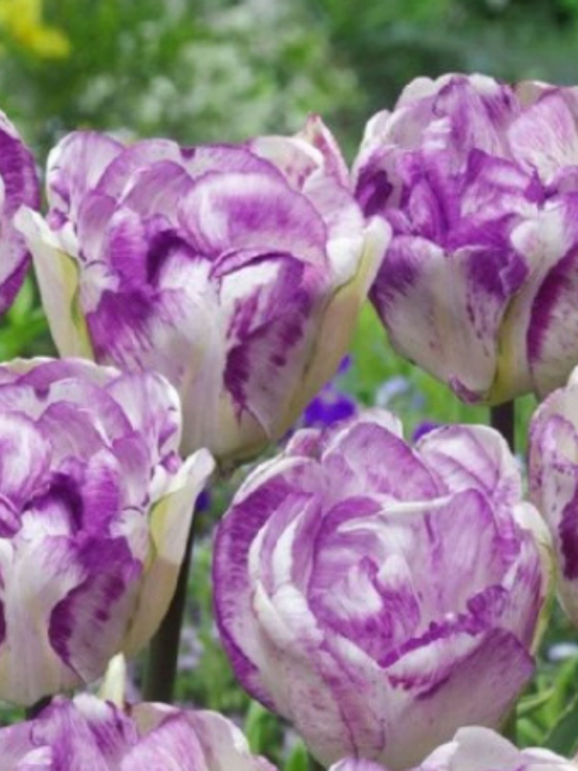 DOUBLE SHIRLEY - WHITE AND PURPLE TULIP