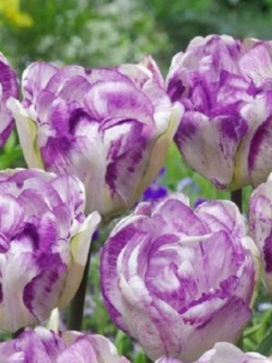 DOUBLE SHIRLEY - WEIß-LILA TULPE