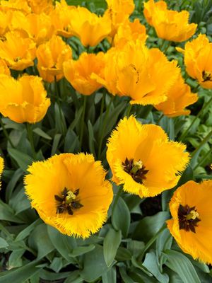 STEA DE CRISTAL - TULIPA GALBENĂ STRĂLUCITOARE