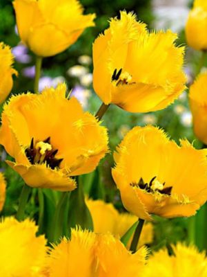 CRYSTAL STAR - BRIGHT YELLOW TULIP CRYSTAL STAR - BRIGHT YELLOW TULIP