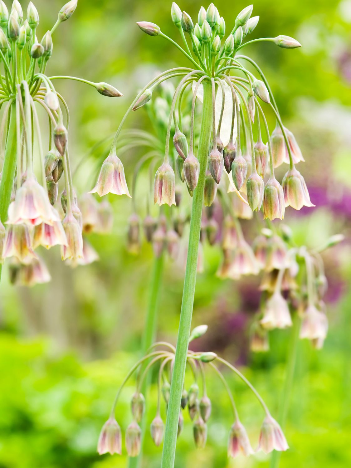GARLIC - SICILIAN - NECTAROSCORDUM