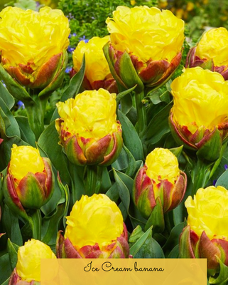 ICE CREAM - TULIPA GALBENĂ-ROȘIE