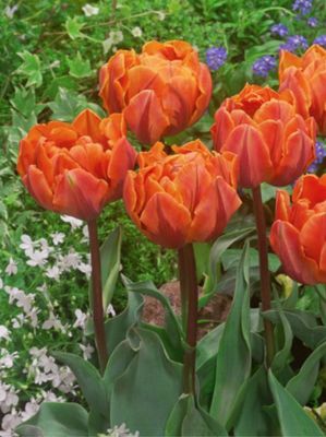 ORANGE PRINCESS - ORANGE TULIP