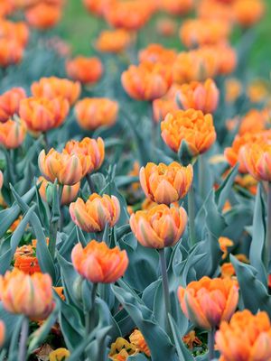 ORANGE PRINZESSIN - ORANGE TULPE