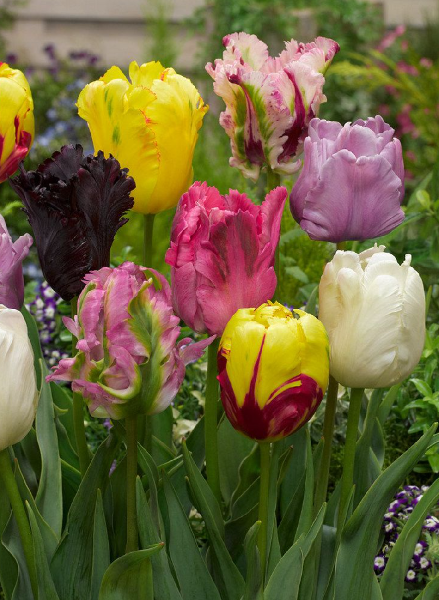 PAPOUŠKOWATE MIX - TULIPS