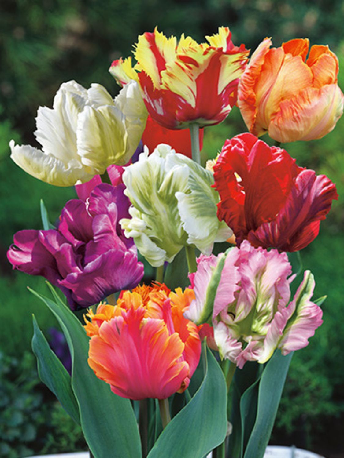 PAPOUŠKOWATE MIX - TULIPS