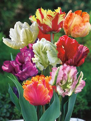 PAPOUŠKOWATE MIX - TULIPANY