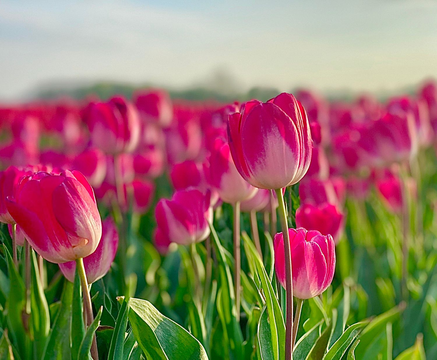 MELANIJA - PURPLE AND WHITE TULIP