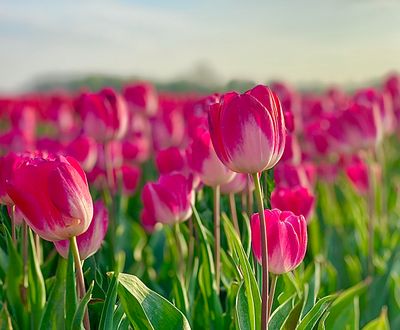 MELANIJA - LILA-WEIßE TULPE