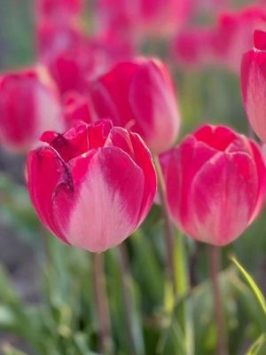 MELANIJA - TULIPA PURPURIE ȘI ALBĂ