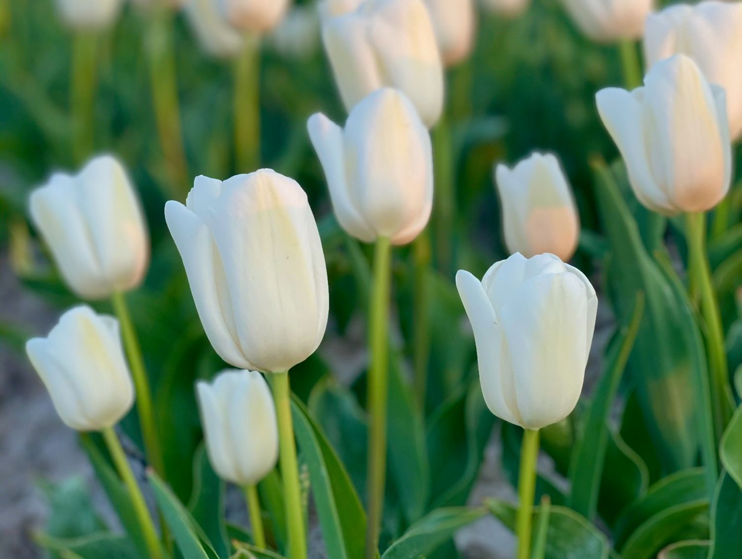 SNOWBOARD - SNOW TULIPE