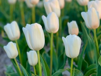 SNOWBOARD - SNOW TULIPE SNOWBOARD - SNOW TULIPE