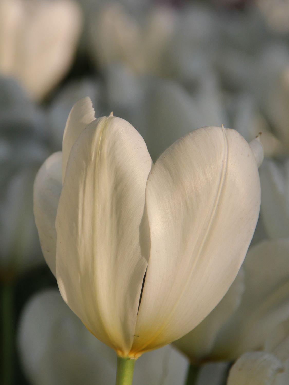 SNOWBOARD - SNOW TULIPE