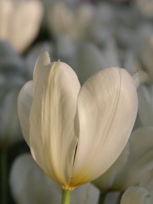 SNOWBOARD - SNOW TULIPE