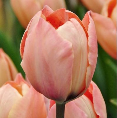 SALMON - PINK TULIP